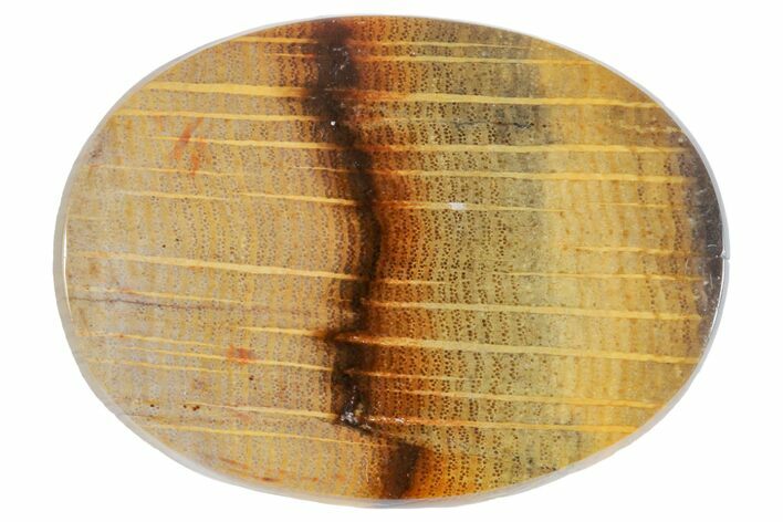 Polished Petrified Oak Wood Cabochon #171362